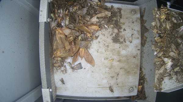 物聯網蟲情測報燈圖片2